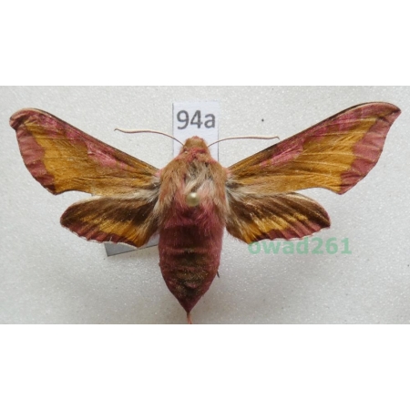 Deilephila porcellus (Linnaeus, 1758) Zmrocznik pazik Slovakia94a